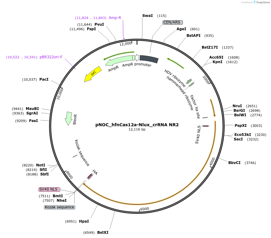 176245-plasmid-map-sequence-id-346567