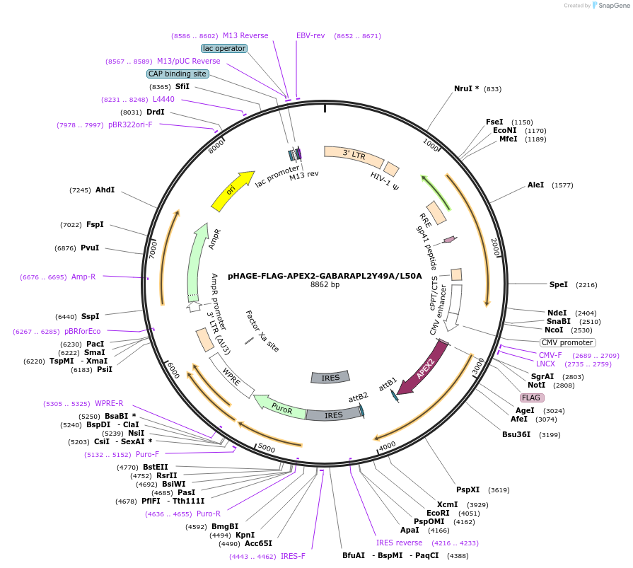 175752-plasmid-map-sequence-id-346568