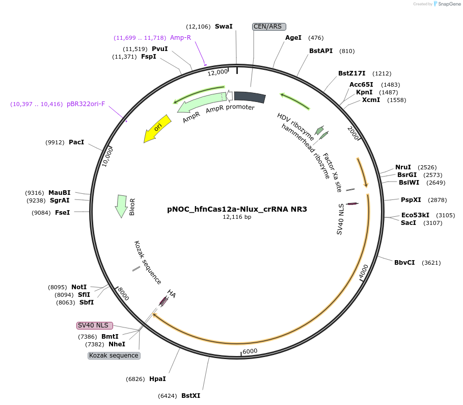 176246-plasmid-map-sequence-id-346569