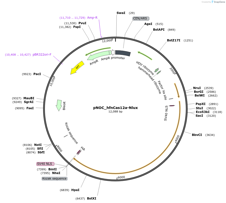 176239-plasmid-map-sequence-id-346570