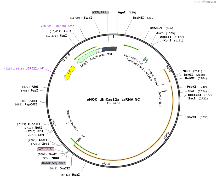 176256-plasmid-map-sequence-id-346577