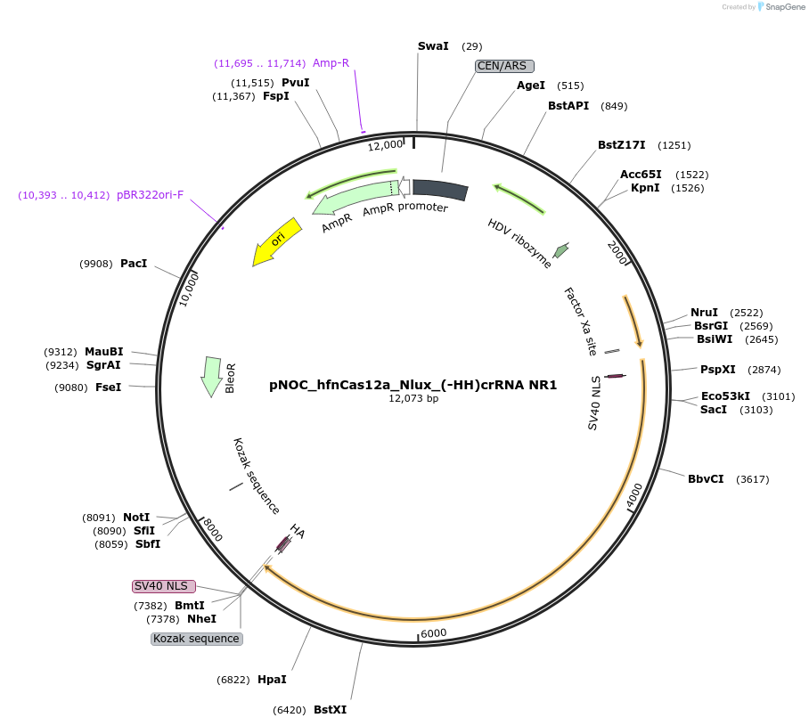176250-plasmid-map-sequence-id-346579