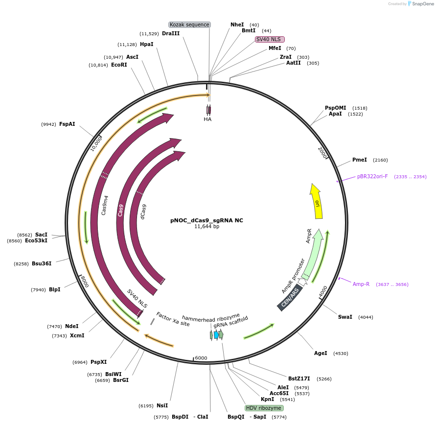 176259-plasmid-map-sequence-id-346581