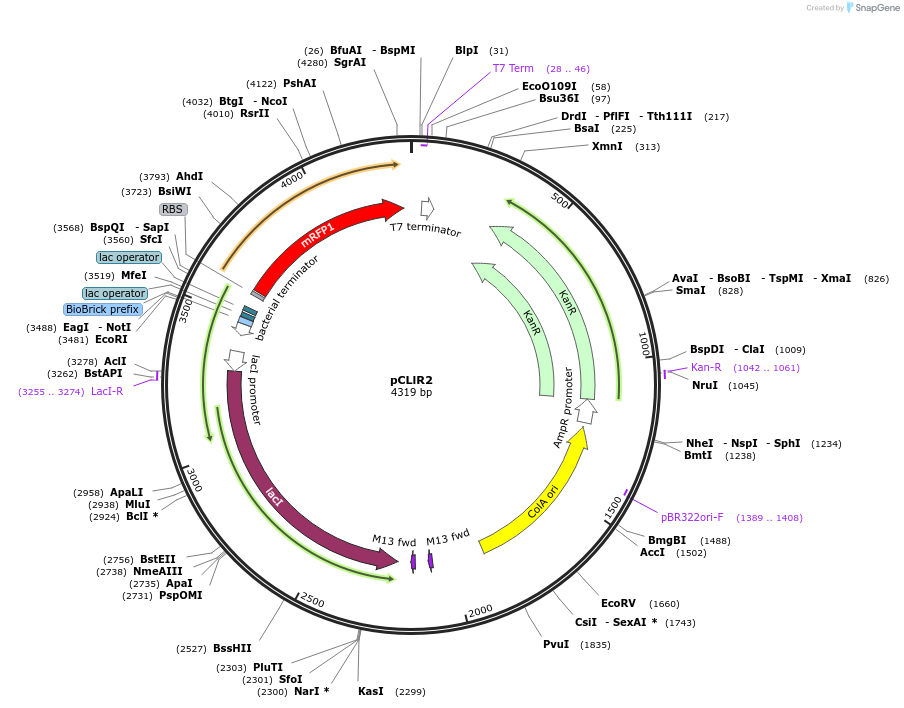 172553-plasmid-map-sequence-id-346591