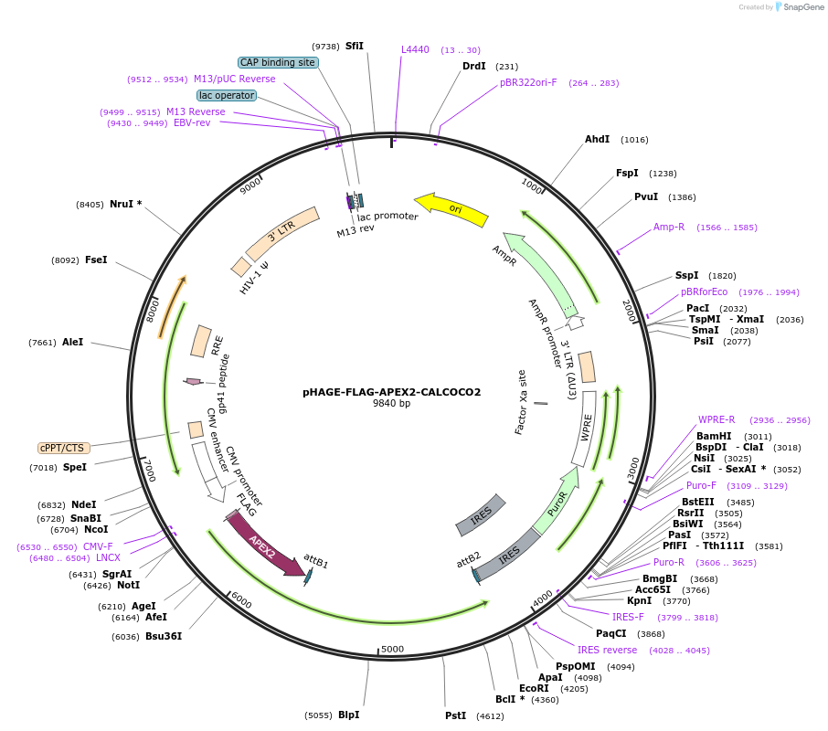 175759-plasmid-map-sequence-id-346592