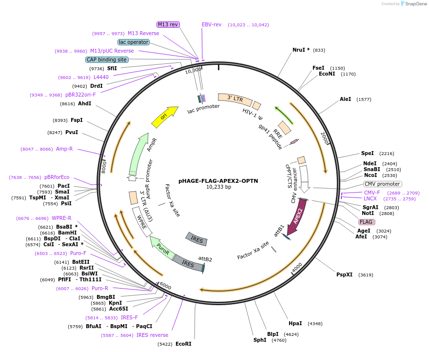 175760-plasmid-map-sequence-id-346593