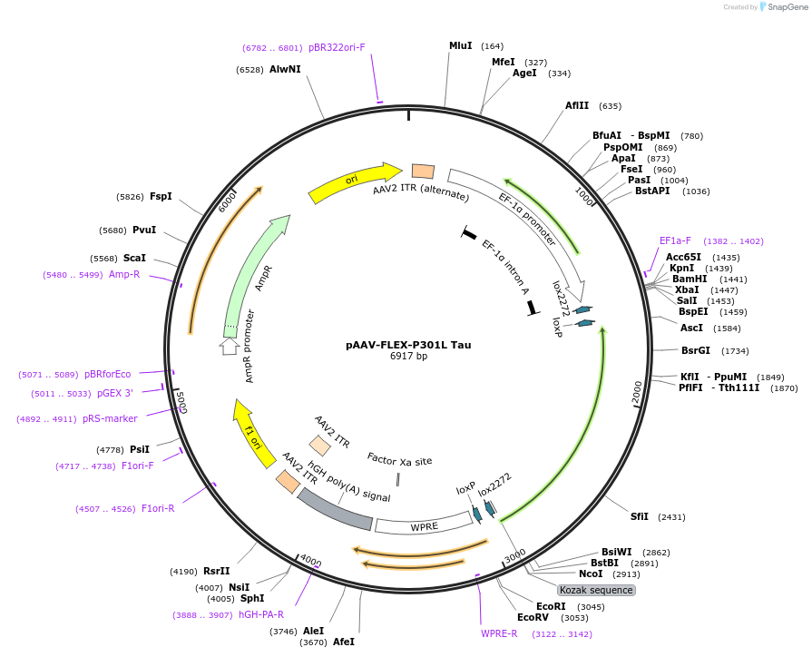 176267-plasmid-map-sequence-id-346595