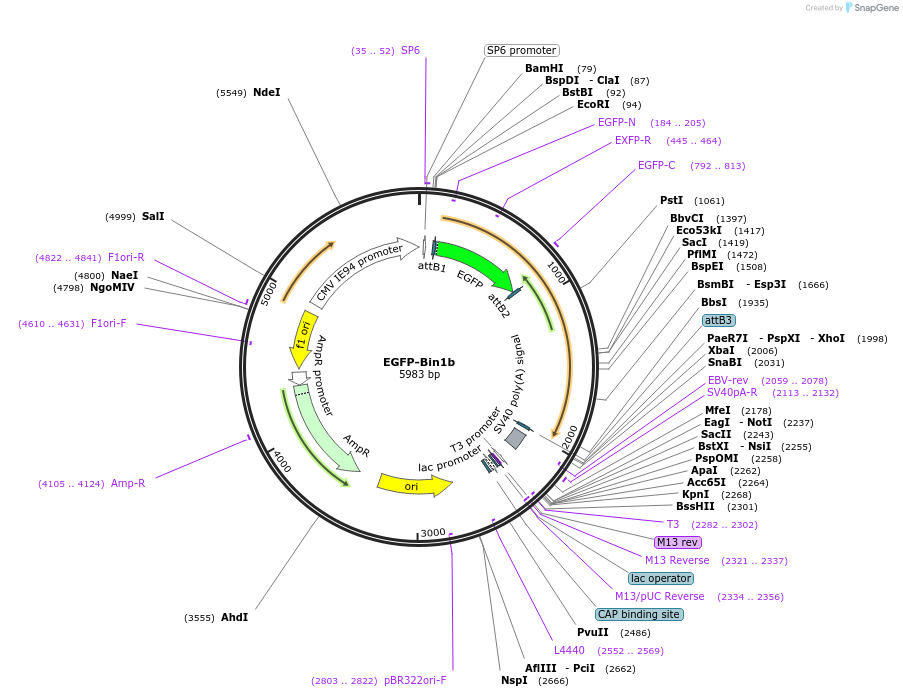 176014-plasmid-map-sequence-id-346597