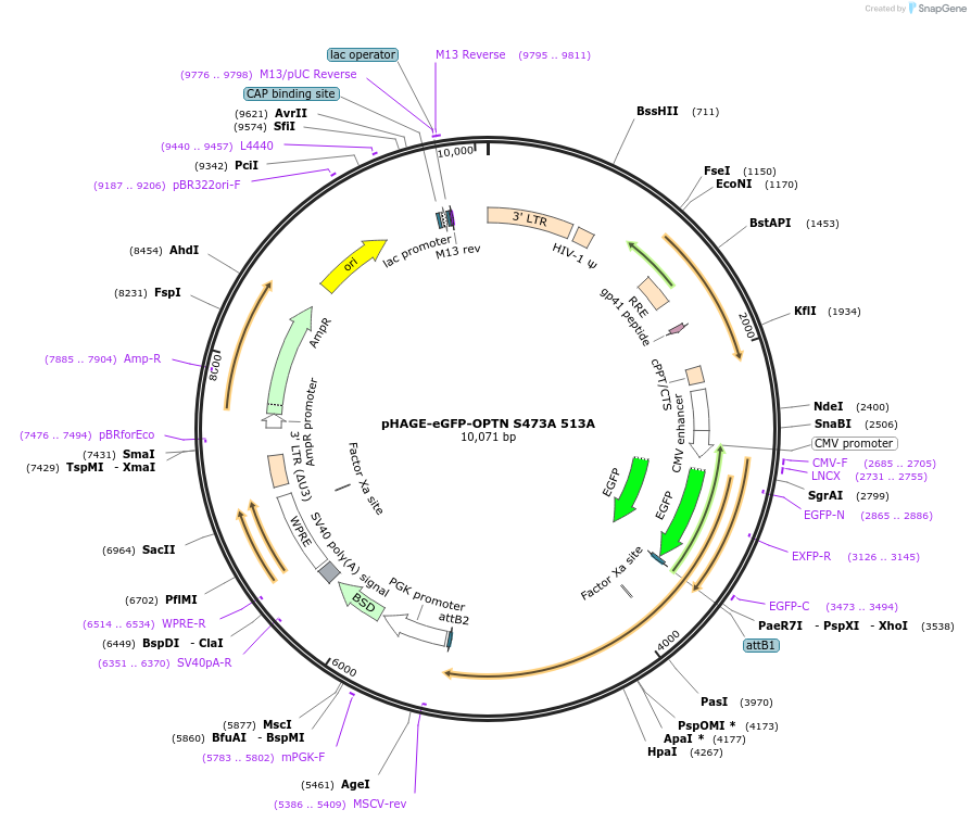 175763-plasmid-map-sequence-id-346598