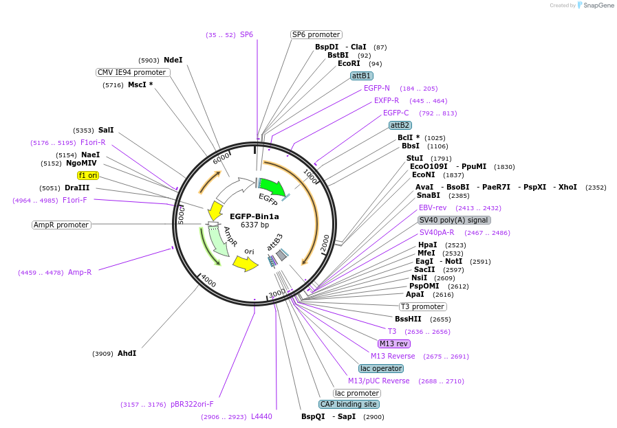 176013-plasmid-map-sequence-id-346601