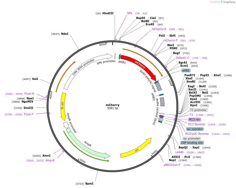 176016-plasmid-map-sequence-id-346606