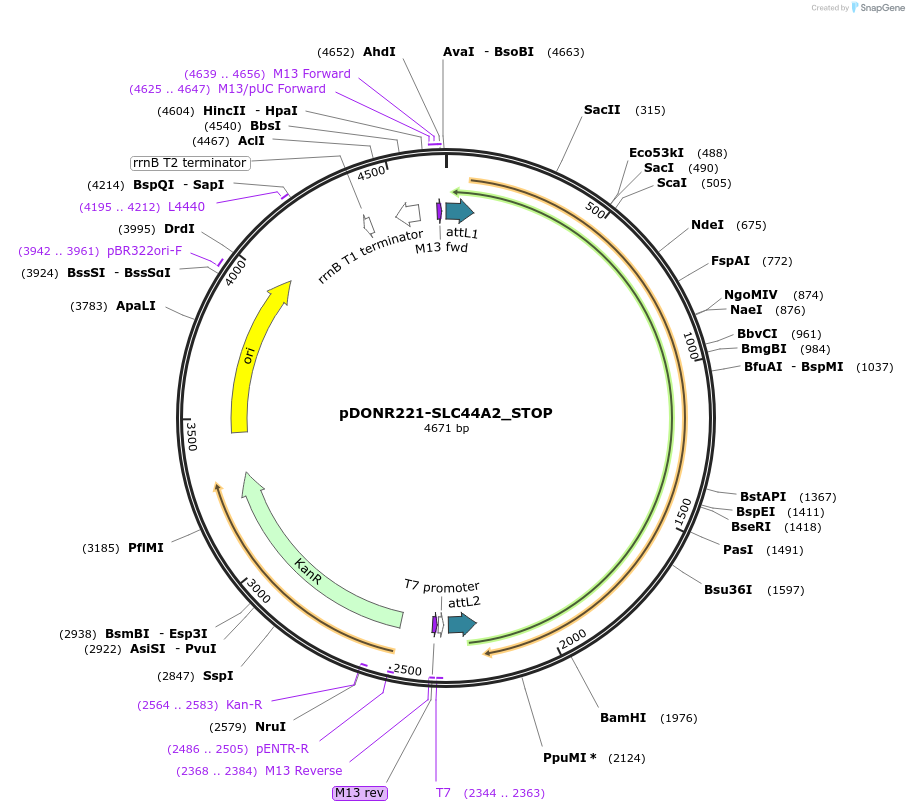 161380-plasmid-map-sequence-id-346610