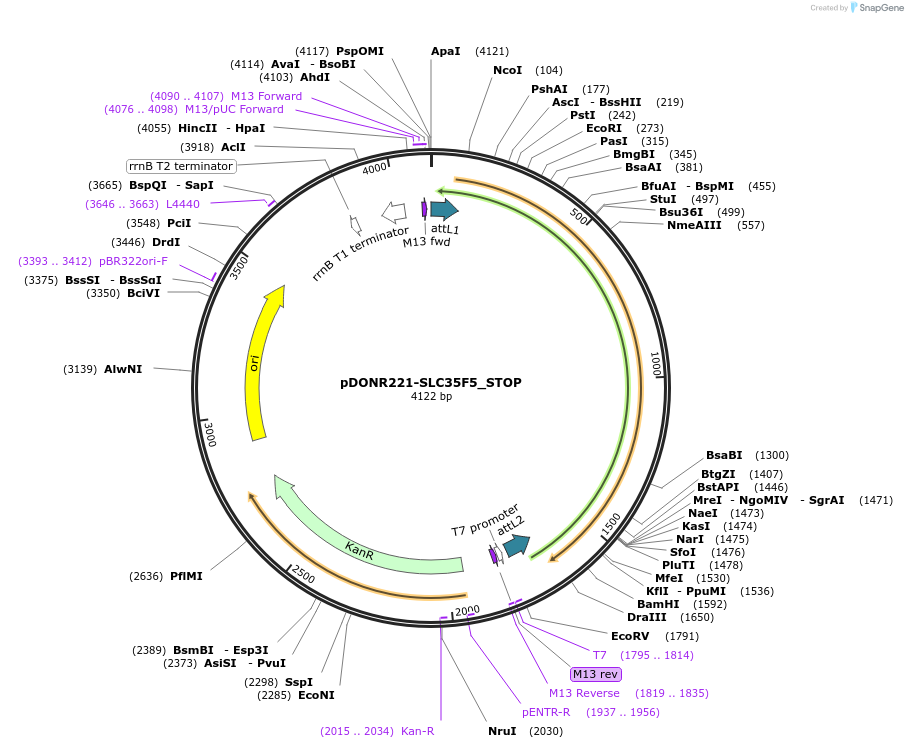 161251-plasmid-map-sequence-id-346611