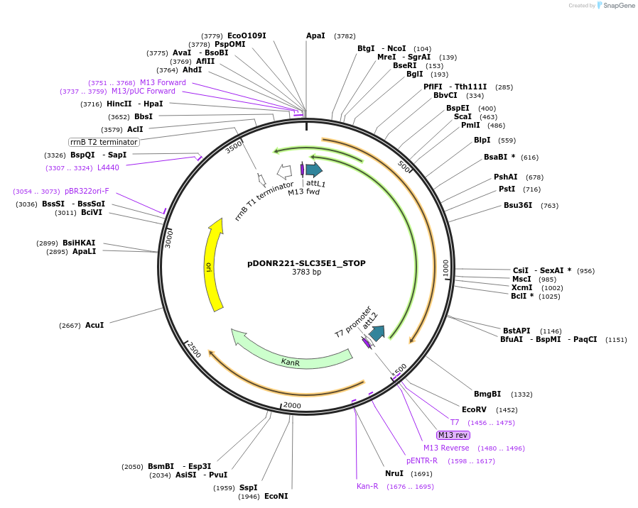 161264-plasmid-map-sequence-id-346612