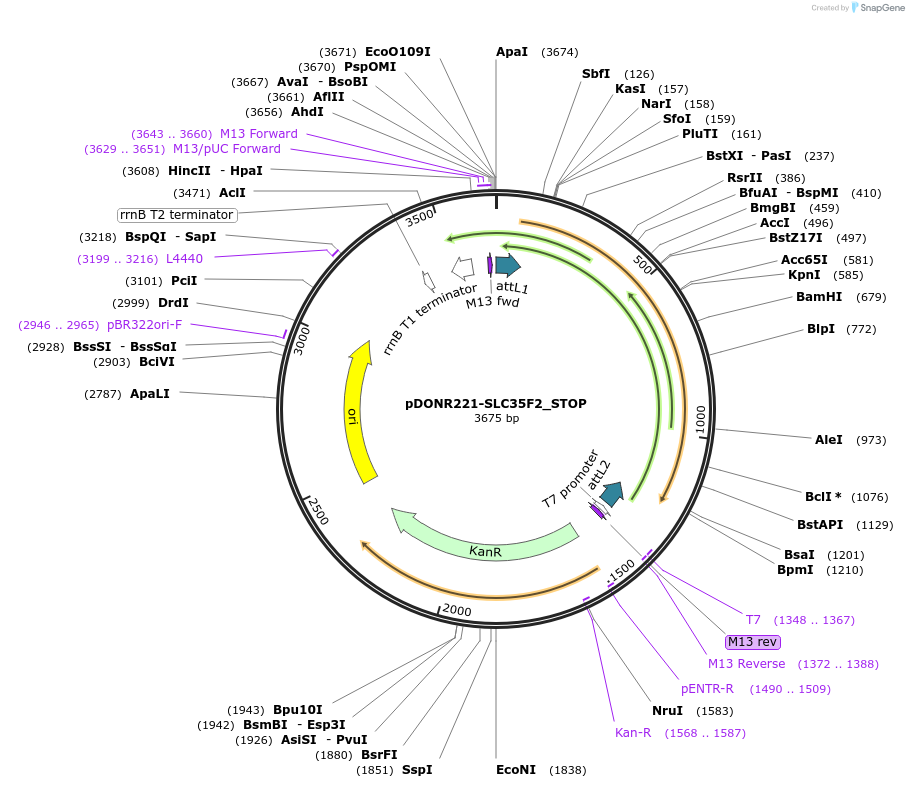 161287-plasmid-map-sequence-id-346619