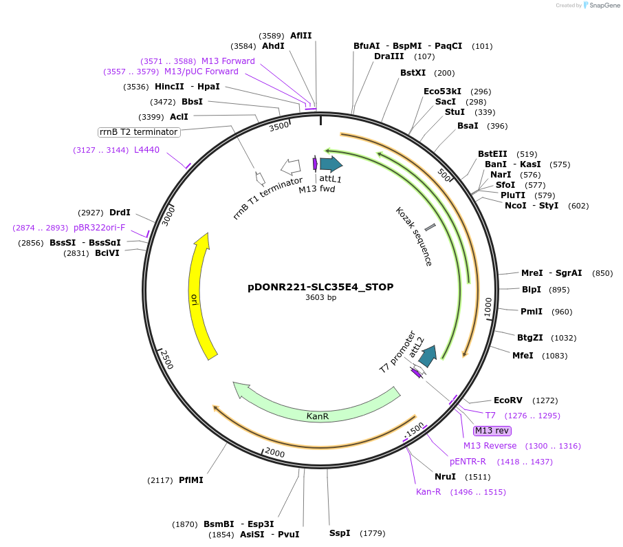 161311-plasmid-map-sequence-id-346621