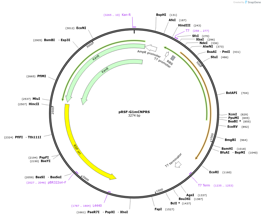 174718-plasmid-map-sequence-id-346623