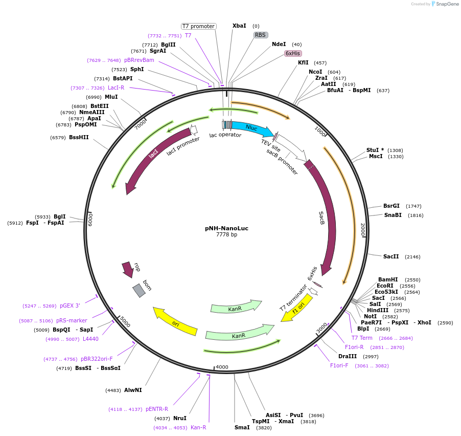 173075-plasmid-map-sequence-id-346624