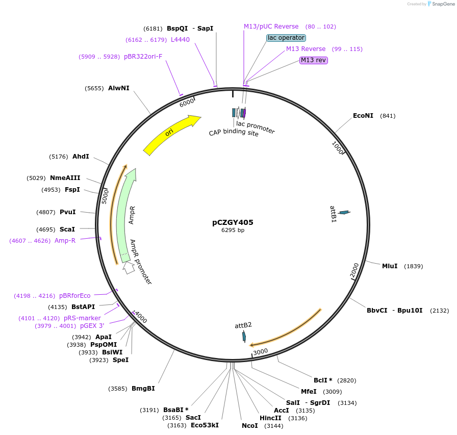 172694-plasmid-map-sequence-id-346665