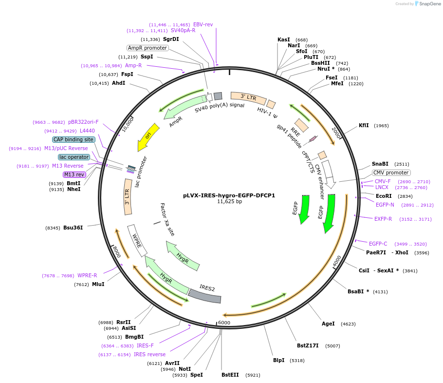 174651-plasmid-map-sequence-id-346672