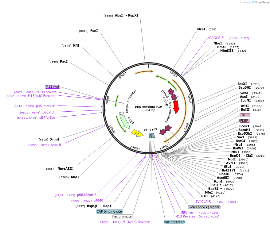174650-plasmid-map-sequence-id-346673