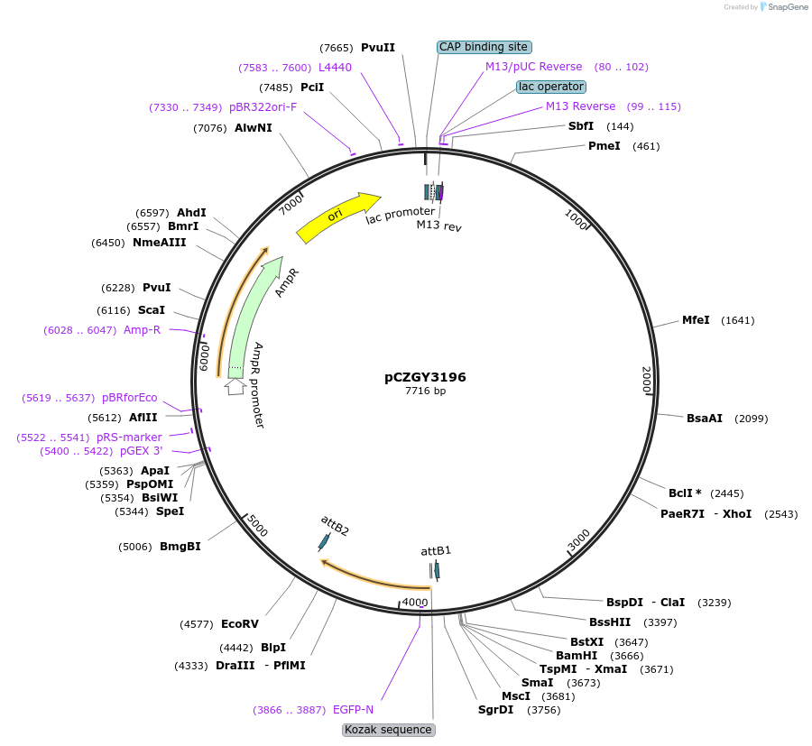 172696-plasmid-map-sequence-id-346674