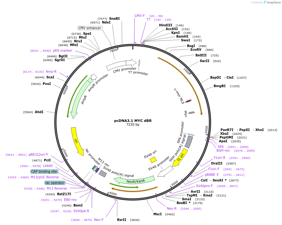 176046-plasmid-map-sequence-id-346677