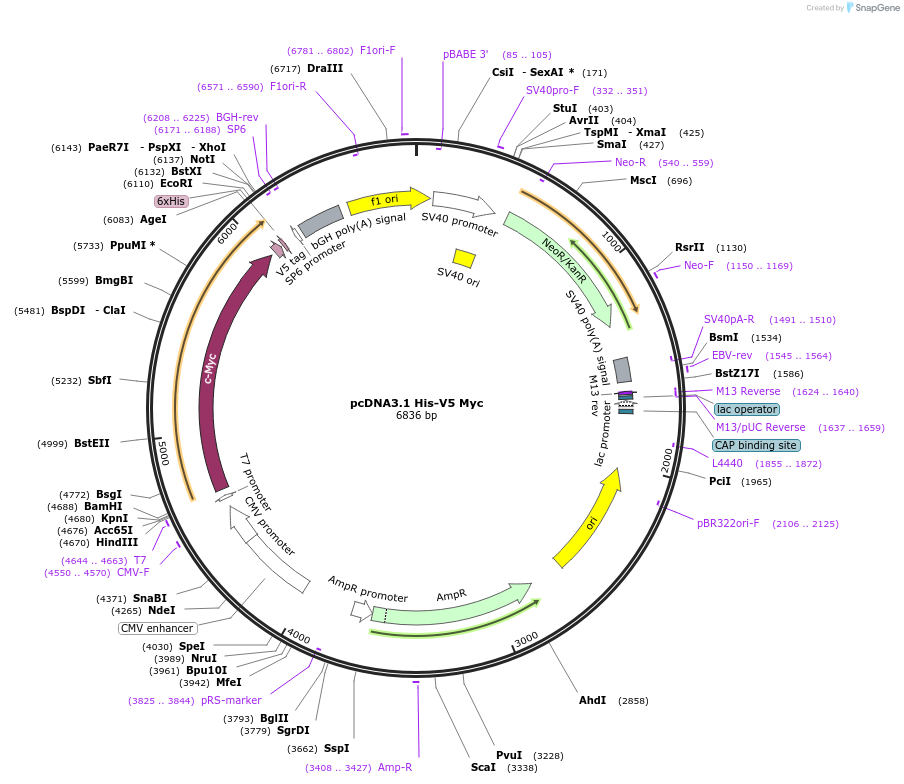 176049-plasmid-map-sequence-id-346679