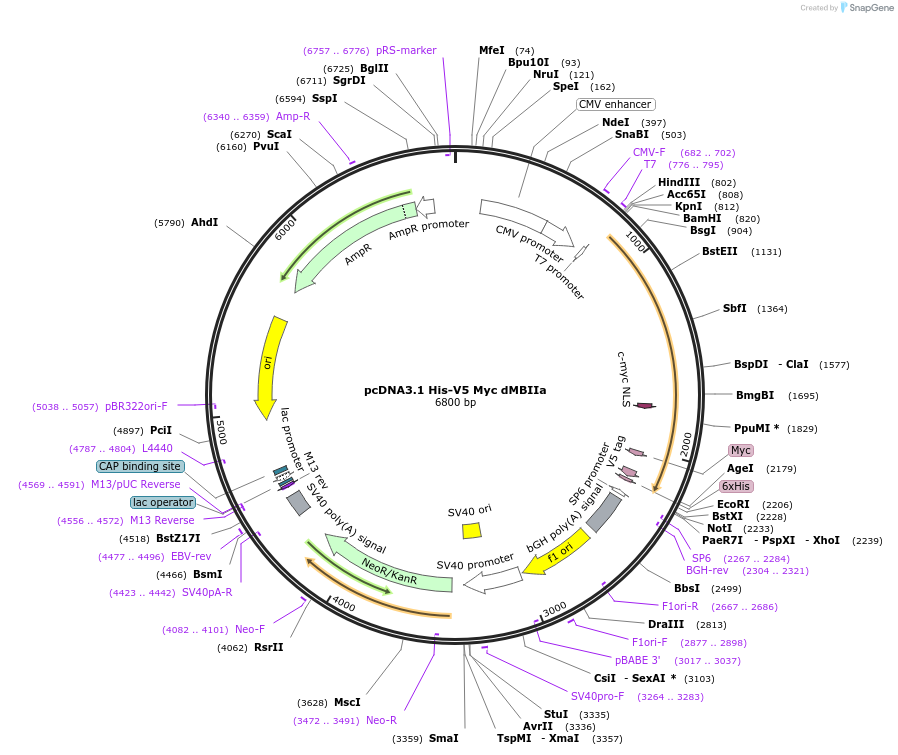 176053-plasmid-map-sequence-id-346684