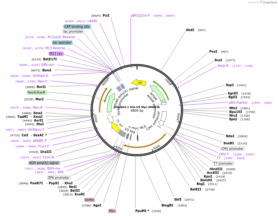 176054-plasmid-map-sequence-id-346685
