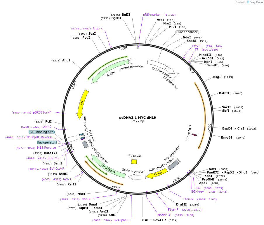 176047-plasmid-map-sequence-id-346687