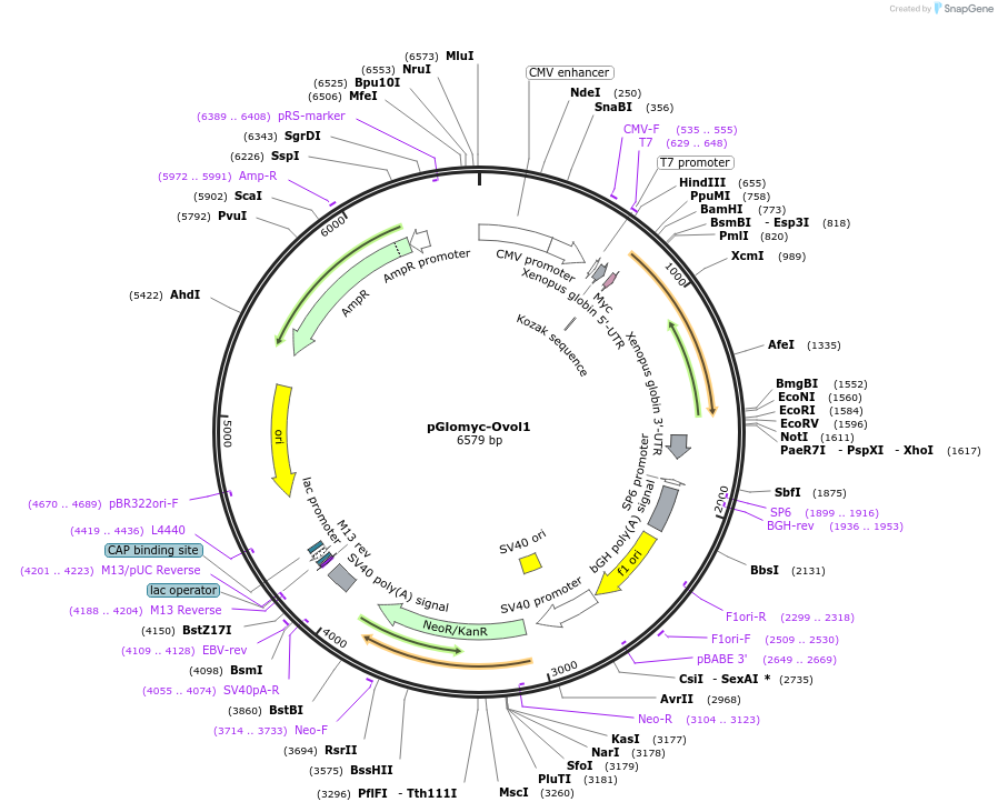 172871-plasmid-map-sequence-id-346691