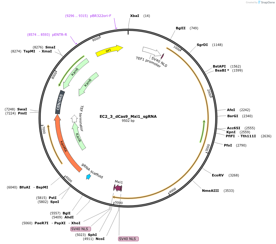 163708-plasmid-map-sequence-id-346726