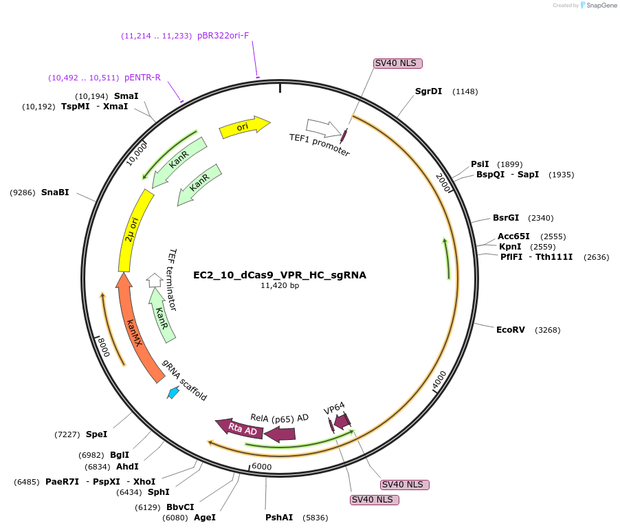 163712-plasmid-map-sequence-id-346732