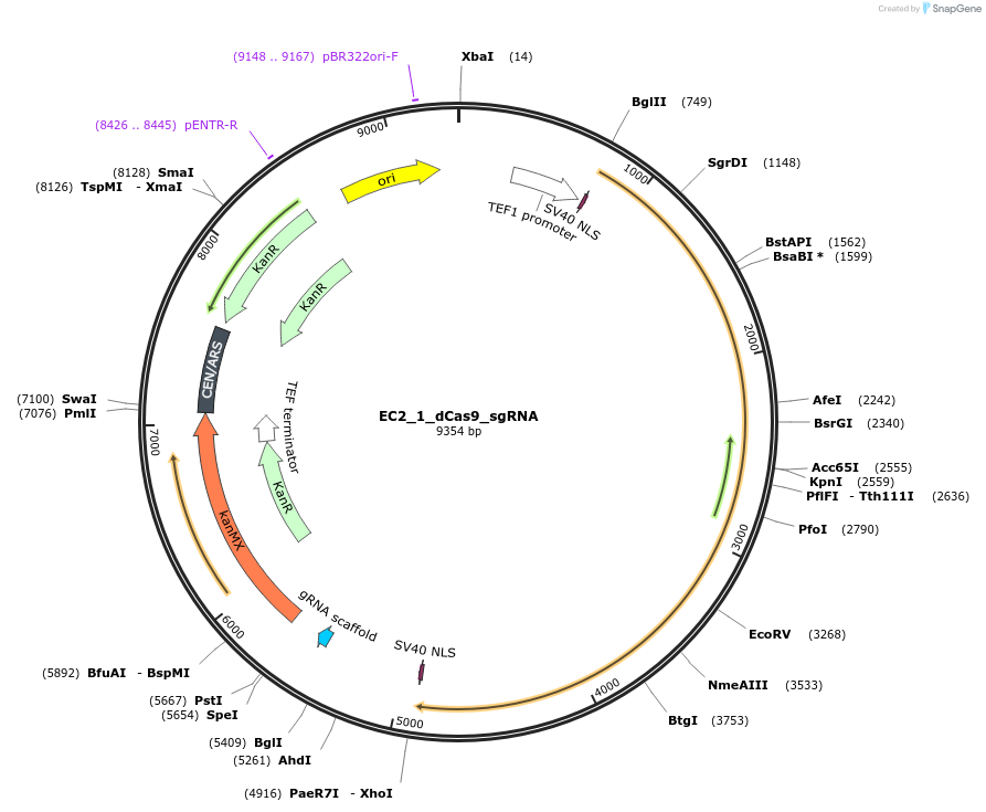 163710-plasmid-map-sequence-id-346733