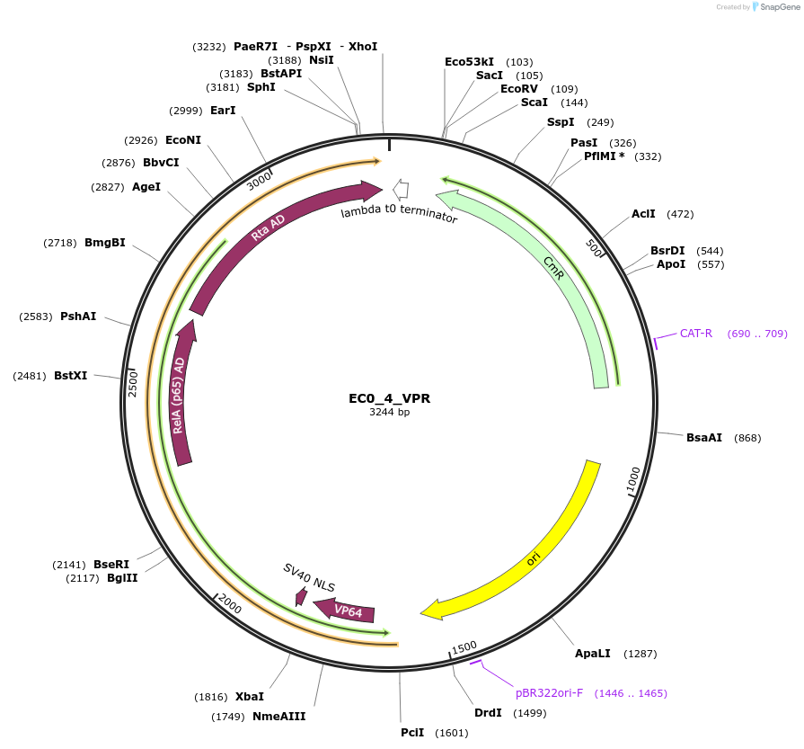 163716-plasmid-map-sequence-id-346736