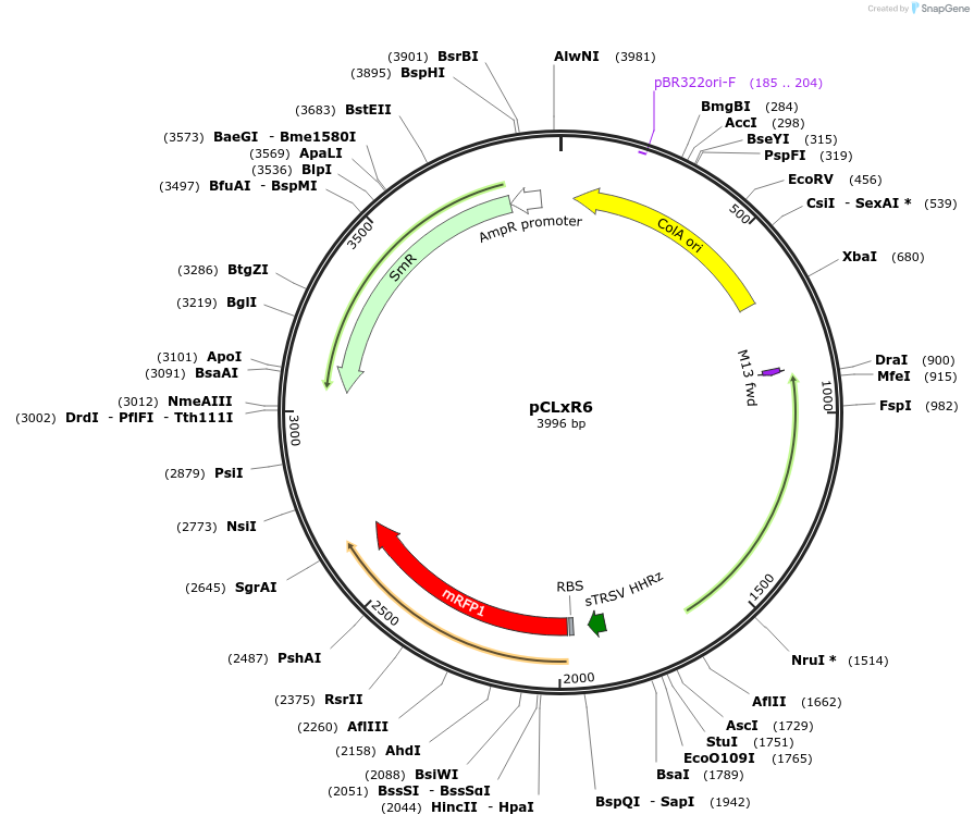 172557-plasmid-map-sequence-id-346741