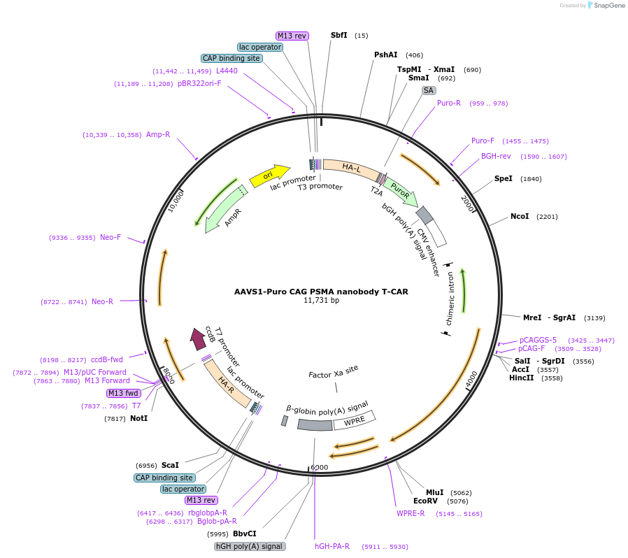 171962-plasmid-map-sequence-id-346749