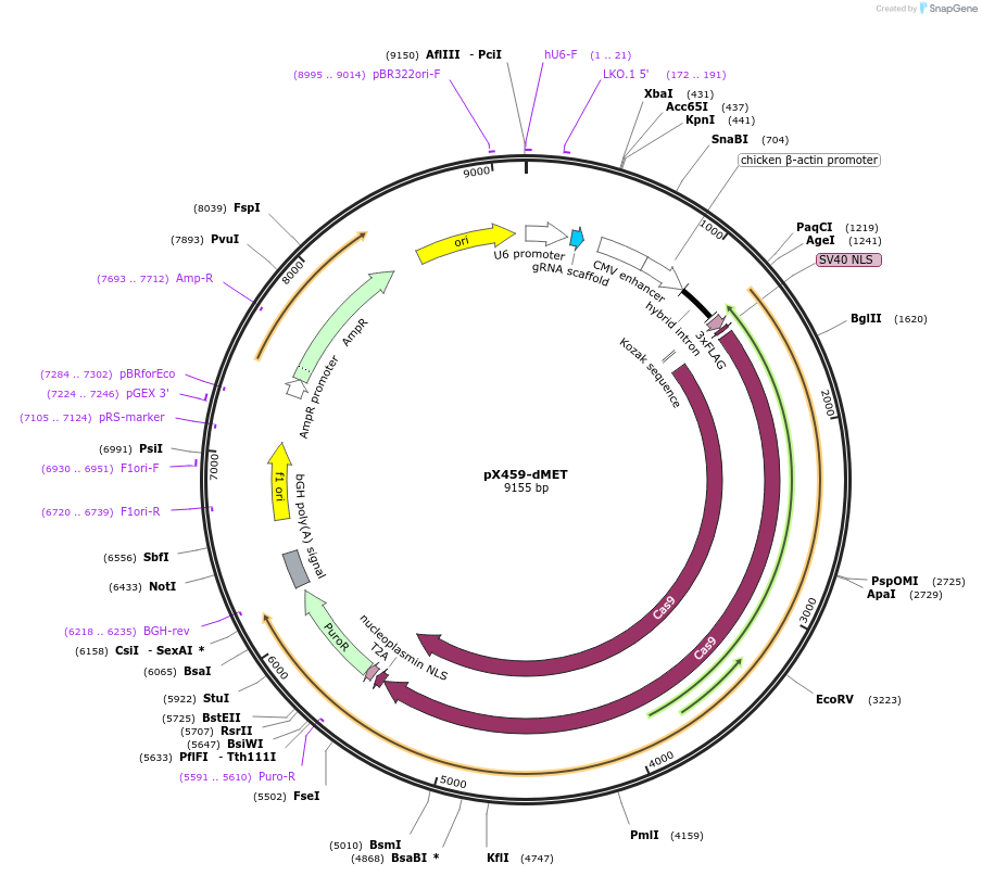 176031-plasmid-map-sequence-id-346752