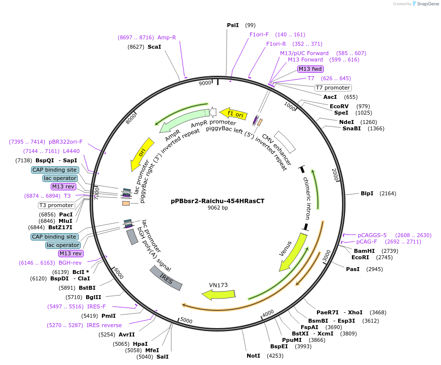 176029-plasmid-map-sequence-id-346755
