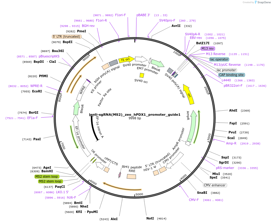 176838-plasmid-map-sequence-id-346758