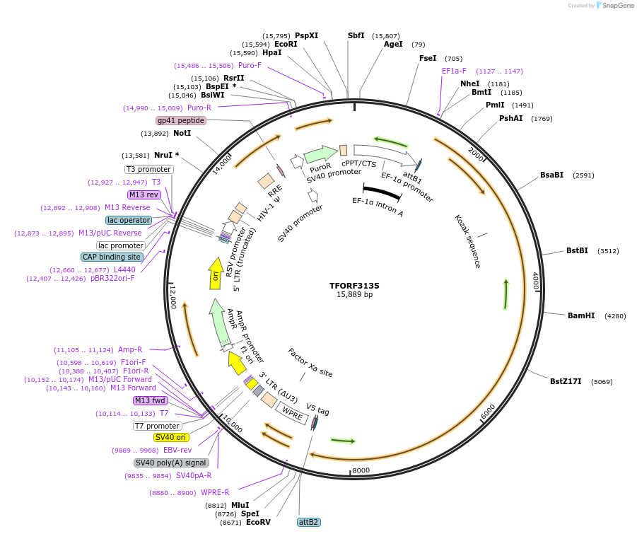 144611-plasmid-map-sequence-id-346766