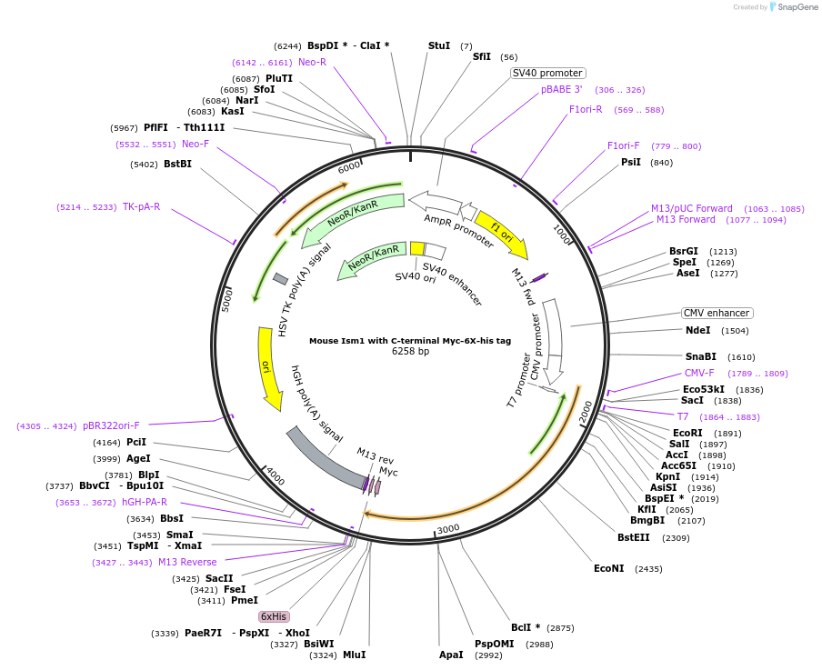 173046-plasmid-map-sequence-id-346769