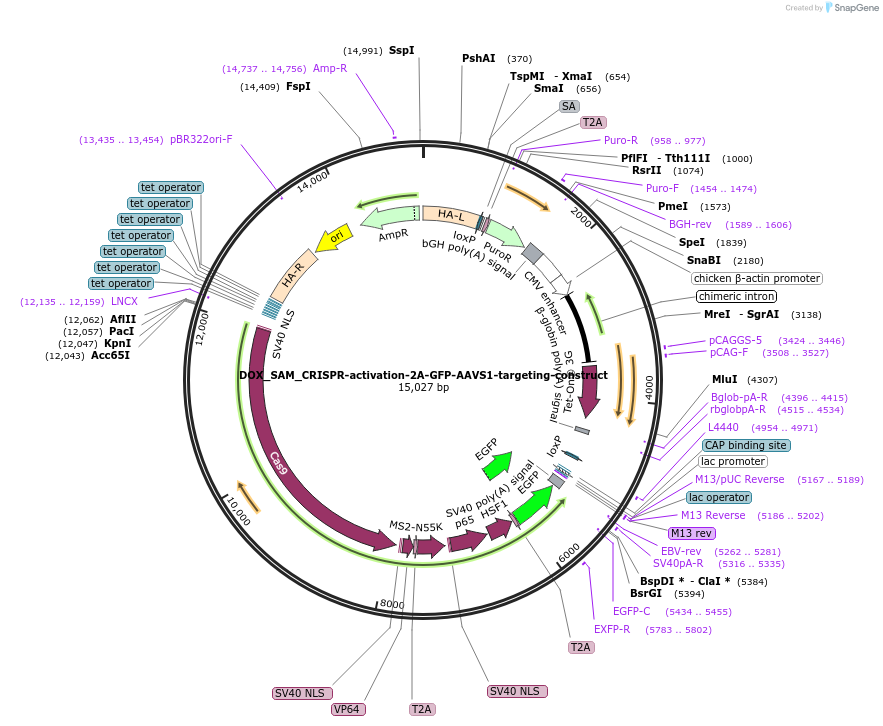 176836-plasmid-map-sequence-id-346773