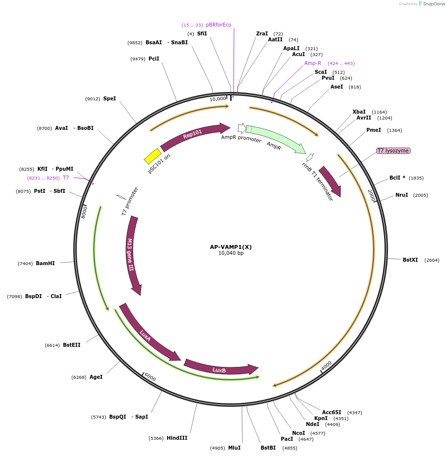 167999-plasmid-map-sequence-id-346777