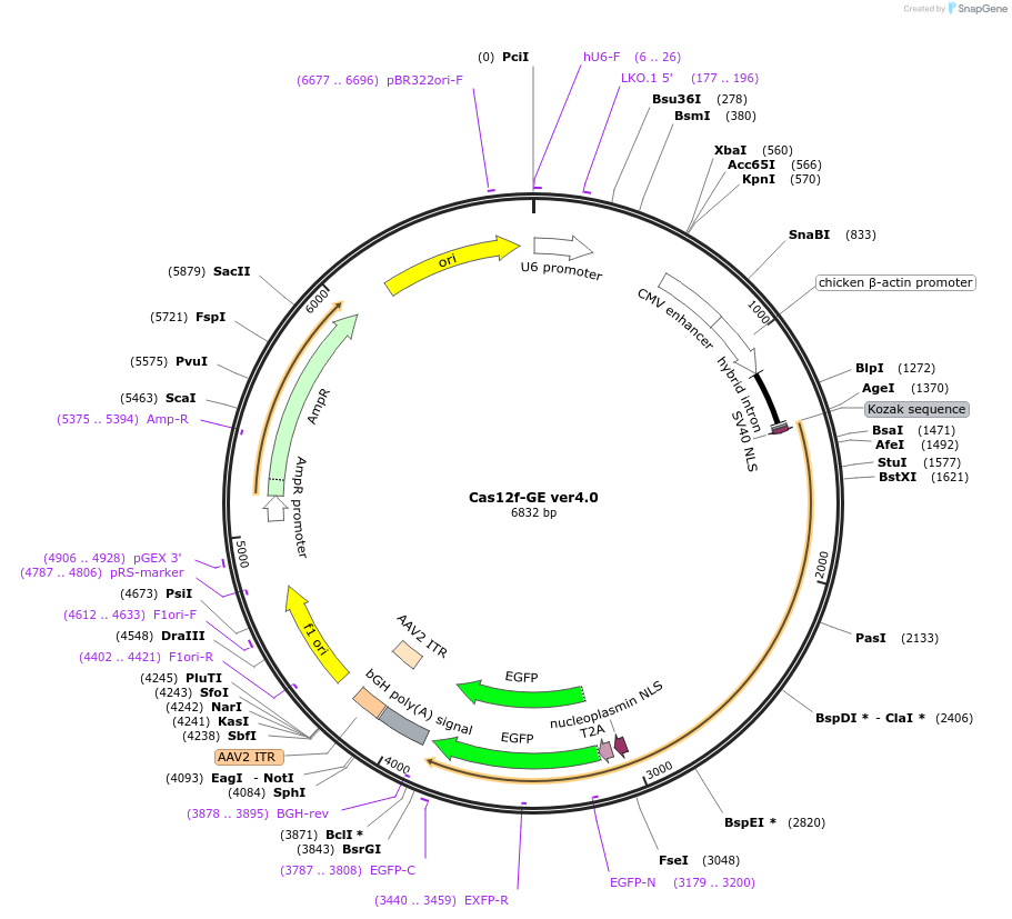 176543-plasmid-map-sequence-id-346780
