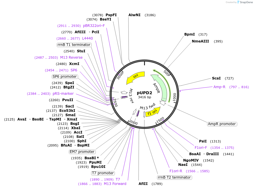 165856-plasmid-map-sequence-id-346785