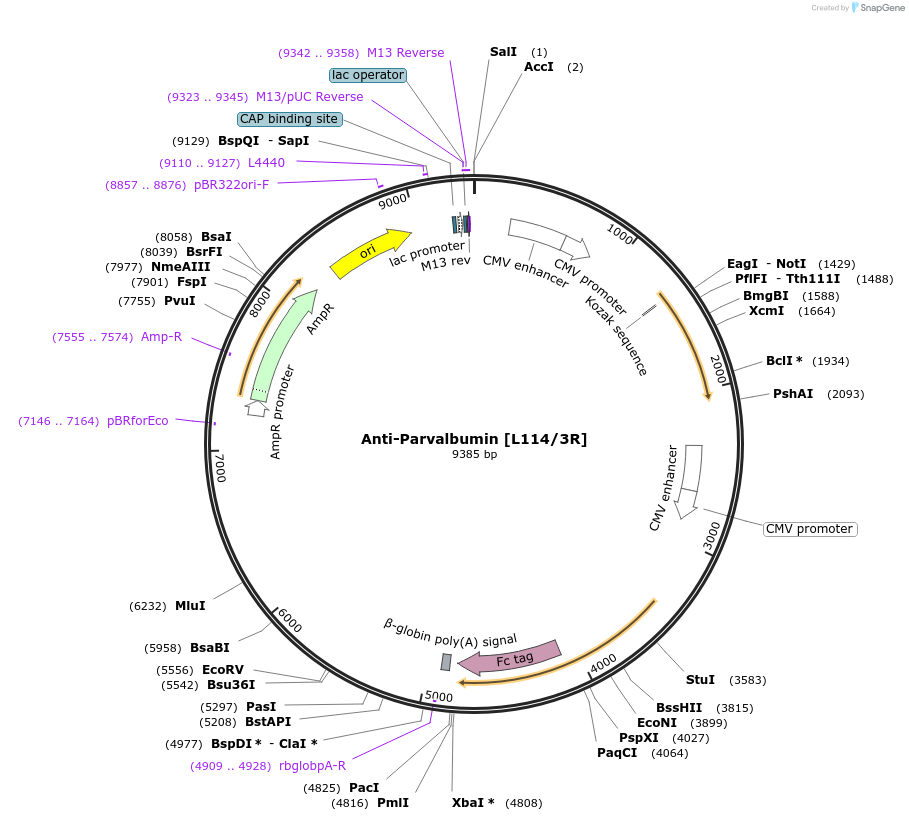 177459-plasmid-map-sequence-id-346792