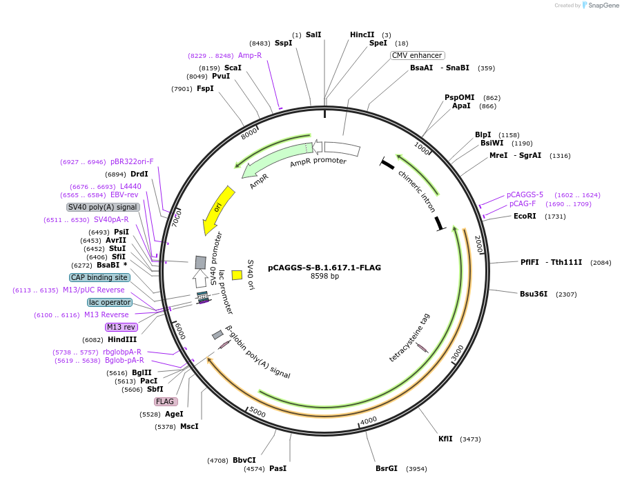 177098-plasmid-map-sequence-id-346795