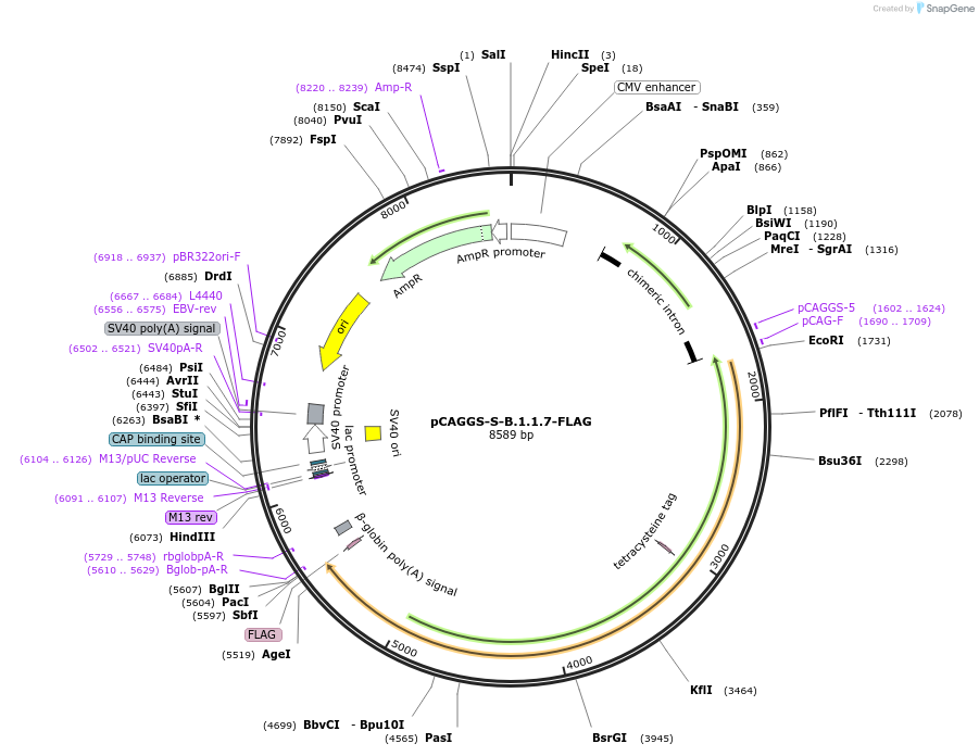 177093-plasmid-map-sequence-id-346798